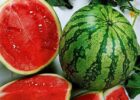 Миниатюра к статье Отравление арбузом — симптомы и лечение
