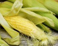 Миниатюра к статье Из сокровищницы народной медицины: кукурузные рыльца для печени