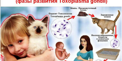 Миниатюра к статье Токсоплазмоз — диагностические меры и лечение