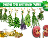 Миниатюра к статье Травяные настои от камней в почка