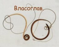 Миниатюра к статье Власоглав человеческий: симптомы и лечение, фото